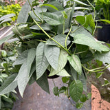 Pothos 'Cebu Blue'