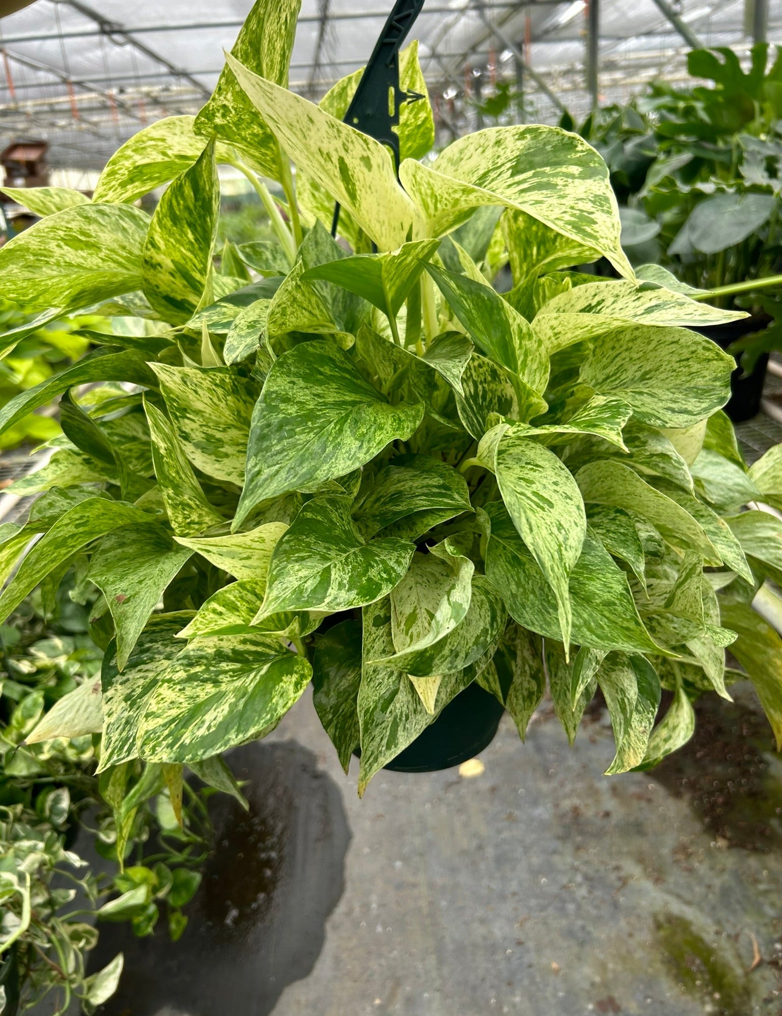 Pothos 'Marble Queen'