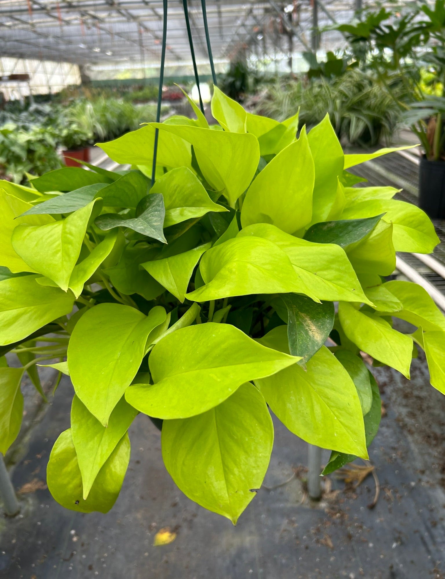 Pothos 'Neon'