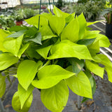 Pothos 'Neon'