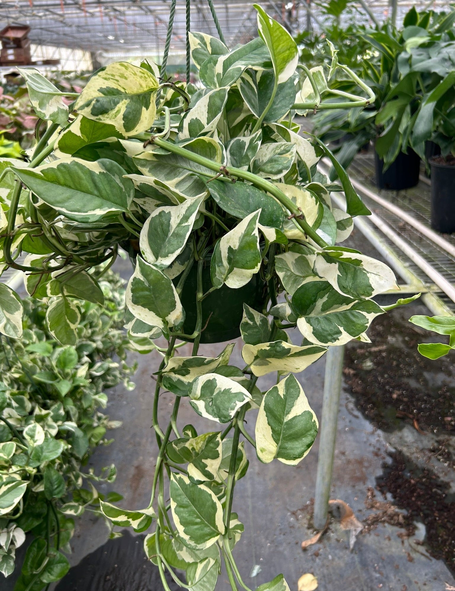 Pothos 'N'joy'