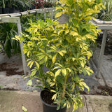Schefflera Variegated