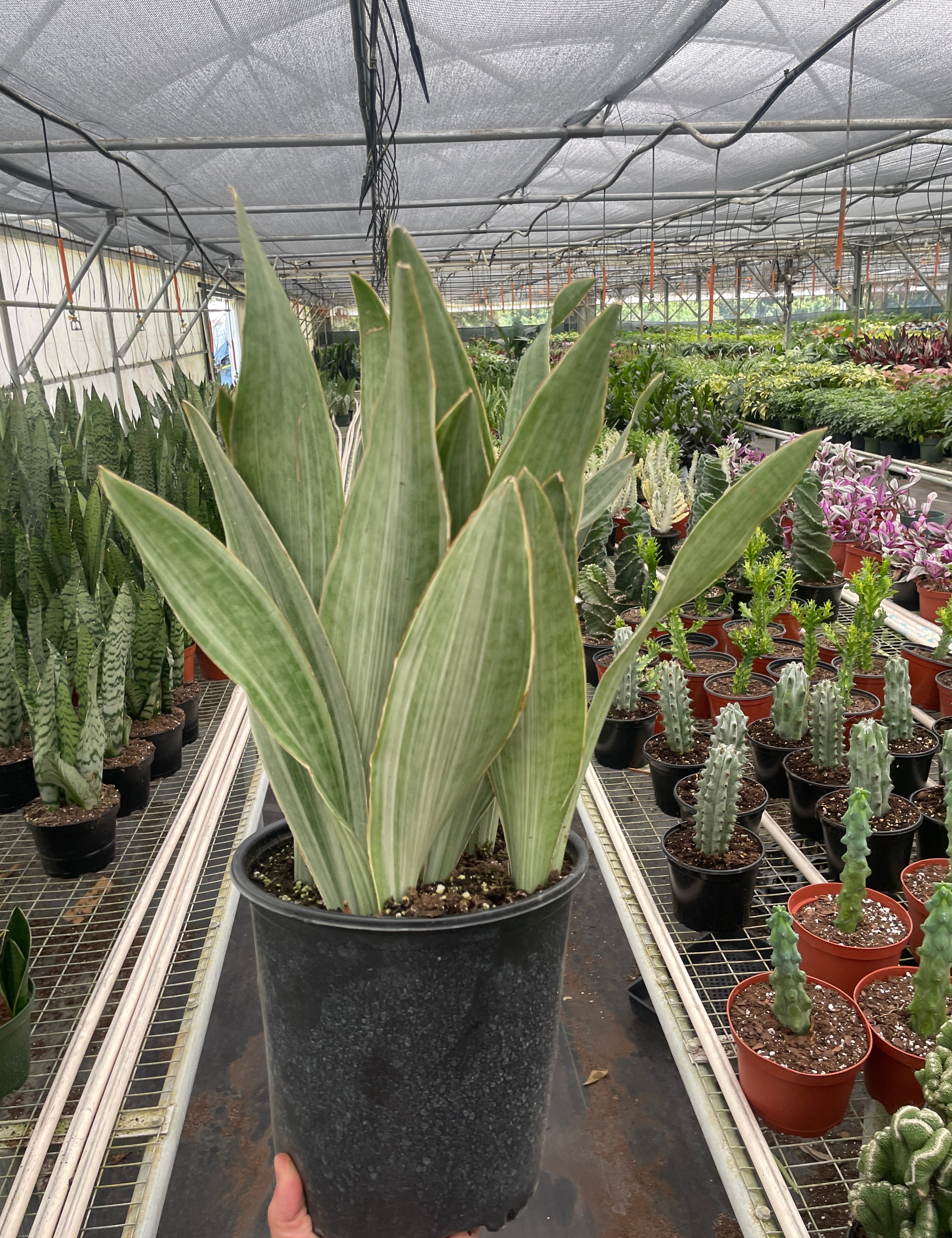 Snake Plant 'Sayuri'