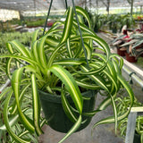 Spider Plant 'Bonnie'