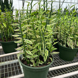 Variegated Devil's Backbone Euphorbia