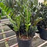 ZZ Zamioculcas 'Raven’