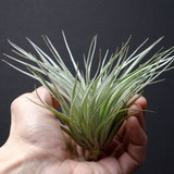 Tillandsia Cotton Candy