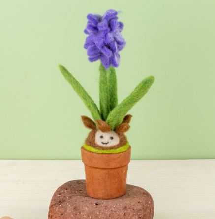 Hyancinth Blossom Potted Plant