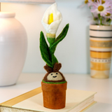 Calla Lily Blossom Potted Plant