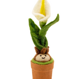 Calla Lily Blossom Potted Plant