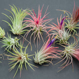 Tillandsia Ionantha Fuego