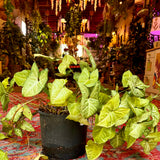 5 Gallon White Butterfly Syngonium