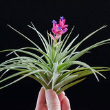 Tillandsia Aeranthos Stricta