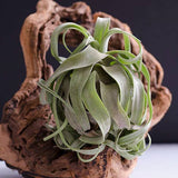 Tillandsia Streptophylla
