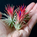 Tillandsia Ionantha Fuego