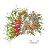 Air Plant Assortment