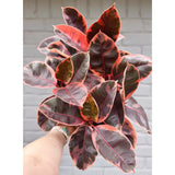 6" Decora Pink Ruby (Ficus elastica)