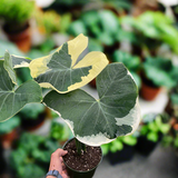 Alocasia 'Mickey Mouse' (Xanthosoma sagittifolium 'Variegatum Monstrosum')