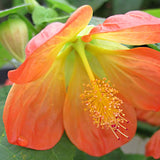 6" Lucky Lantern Tangerine Abutilon