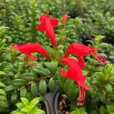 6" Box-Leaf Lipstick Vine