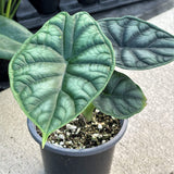 5" Alocasia Dragon Scale