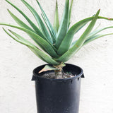 4" Aloe Hercules