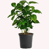 4" Coffee Arabica Plant