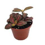 3" Fittonia (Red Nerve Plant)