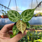 5" Anthurium Silver Blush x Dorayki