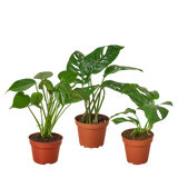 Monstera Bundle