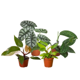 Rare Plant Bundle