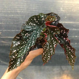 5" Begonia Cracklin' Rosie