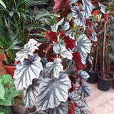 6" Begonia Pink Angel Wing