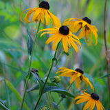 10" Black-Eyed Susan Rudbeckia