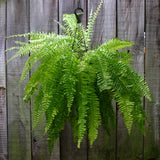 10" Boston Fern