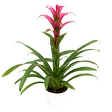 3" Bromeliad