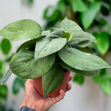 Pothos Jade Satin