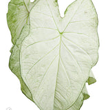 6" Caladium Assorted