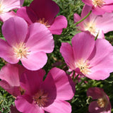 4" Eschscholzia Californica 'Purple Gleam'