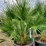 10" Chamaerops Humilis - Mediterranean Fan Palm