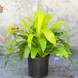 6" Dracaena Limelight