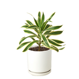 Dracaena 'Song of India'