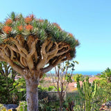 10" Draceana Draco 'Dragon Tree'