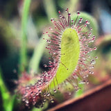 3" Drosera Capensis (Cape Sundew)
