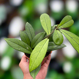 Hoya 'Crassipetiolata'