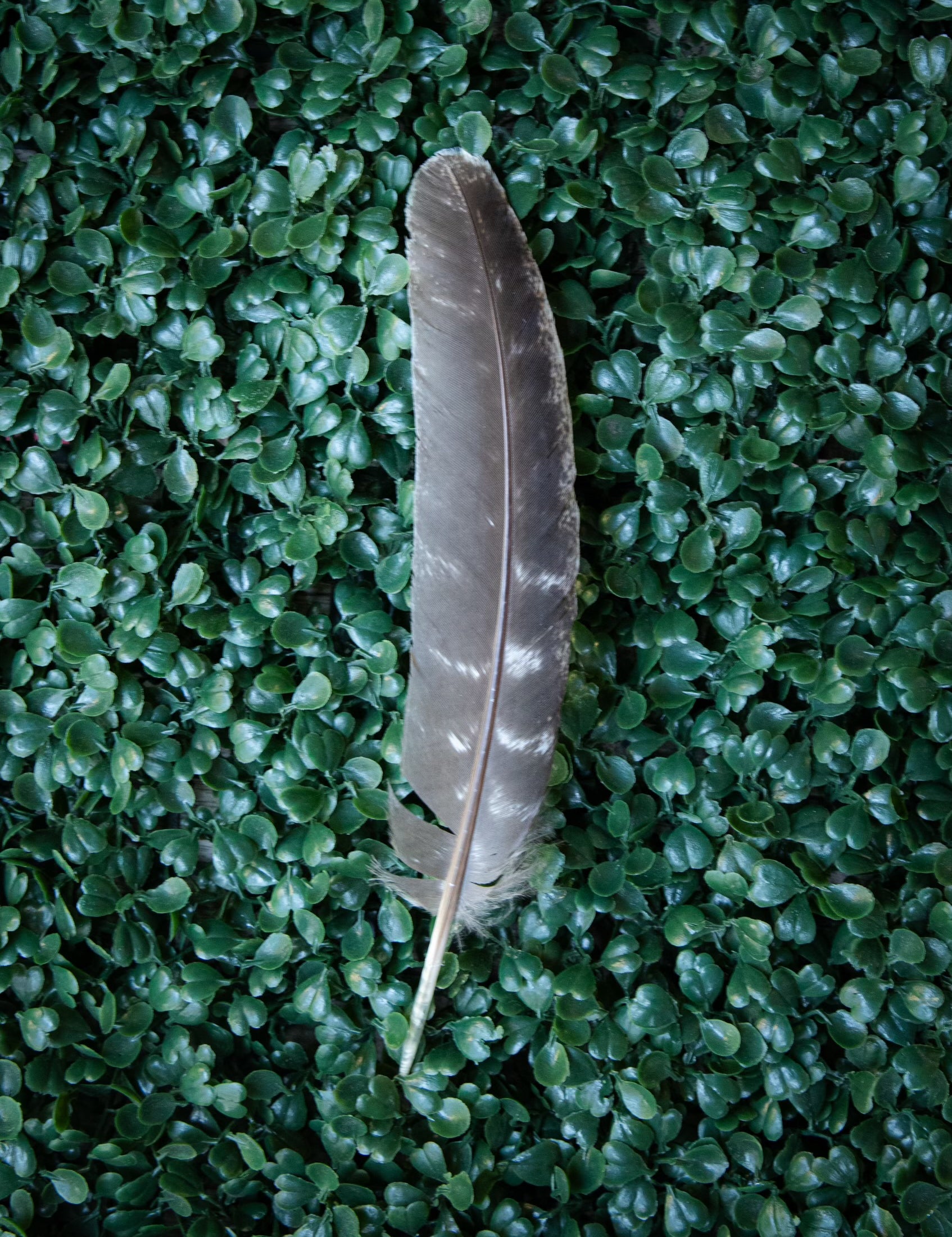 Feathers For Smudging - 3 Styles