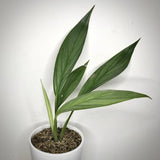 6" Epiprenum Amplissimum