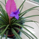 5" Bromeliad