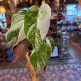 4" Monstera Deliciosa Albo