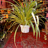 6" Reverse Spider Plant  (Chlorophytum comosum)